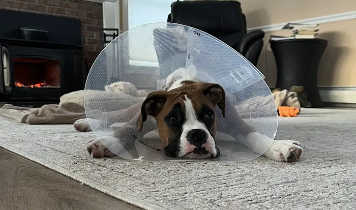 Milford Veterinary Hospital Picture 6
