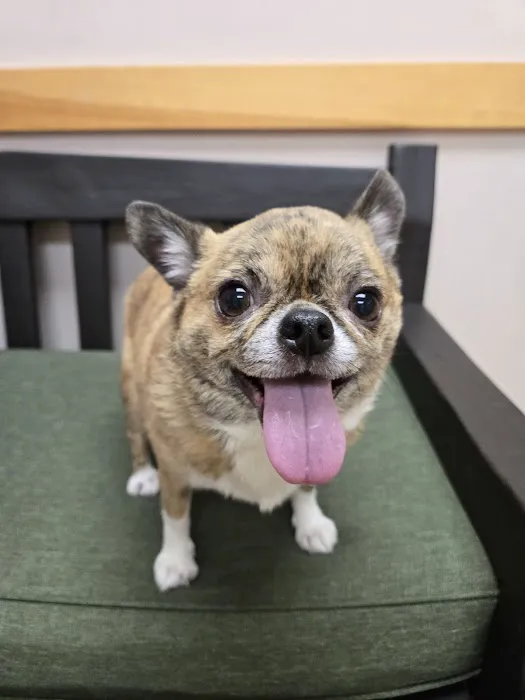 Milford Veterinary Hospital Picture 4