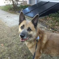 Amherst Animal Hospital ico