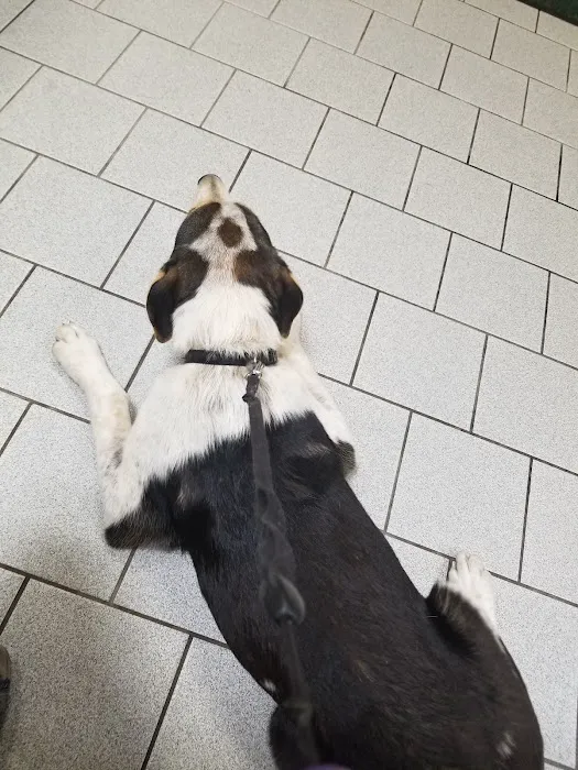 Amherst Animal Hospital Picture 4