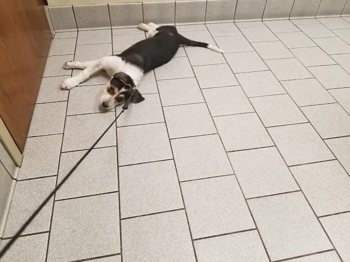 Amherst Animal Hospital Picture 5