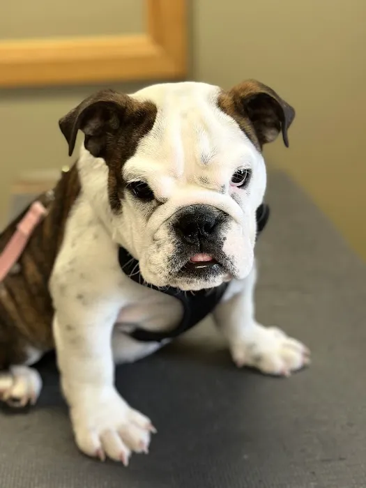 Hillsborough County Veterinary Hospital Picture 1