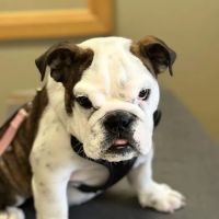Hillsborough County Veterinary Hospital ico