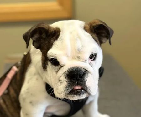 Hillsborough County Veterinary Hospital