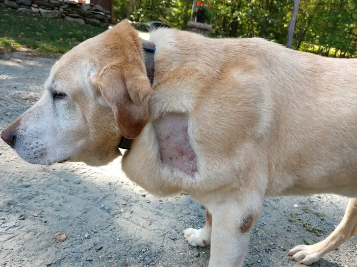 Hillsborough County Veterinary Hospital Picture 3
