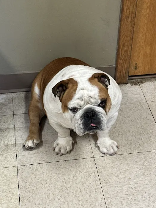 Hillsborough County Veterinary Hospital Picture 2