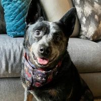 Naticook Veterinary Hospital ico
