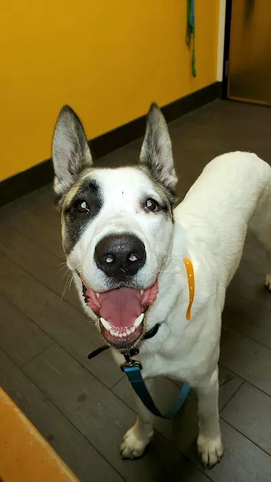 Banfield Pet Hospital Picture 4