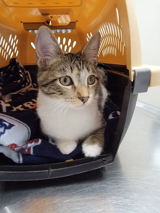 Merrimack Veterinary Hospital Picture 2