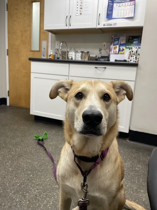 Merrimack Veterinary Hospital Picture 3