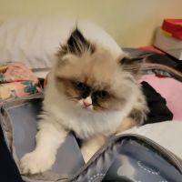 Starwood Veterinary Clinic ico