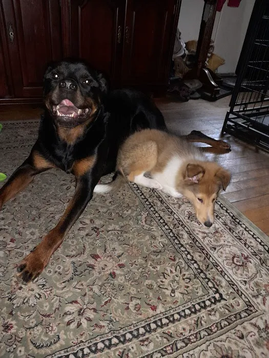 Starwood Veterinary Clinic Picture 5