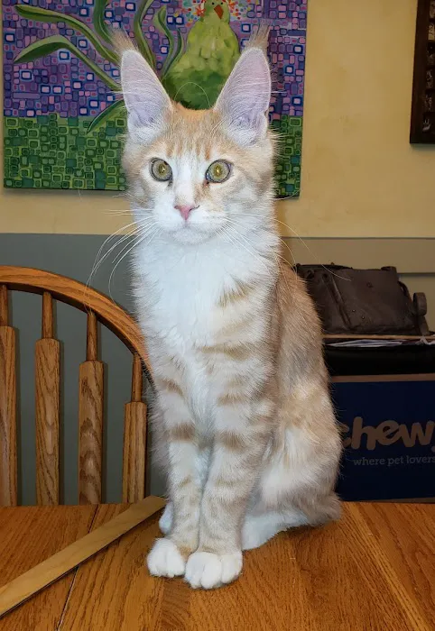 Starwood Veterinary Clinic Picture 6