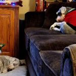 Intervale Animal Hospital