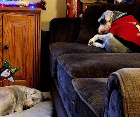 Intervale Animal Hospital