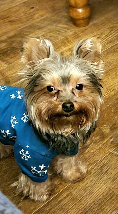Intervale Animal Hospital Picture 3