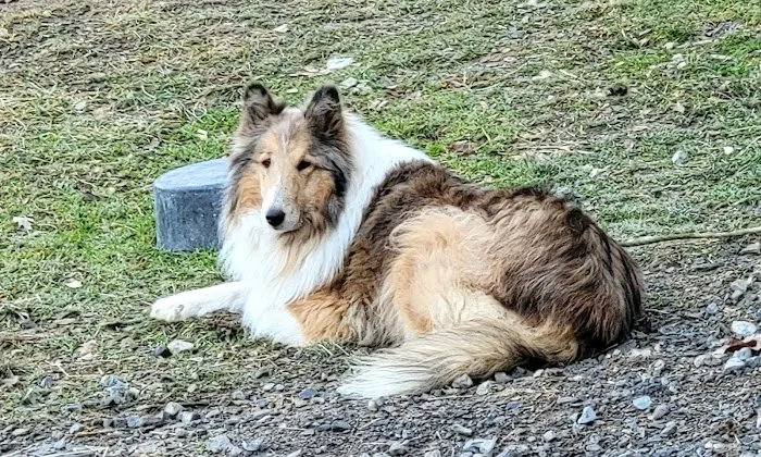 Intervale Animal Hospital Picture 4