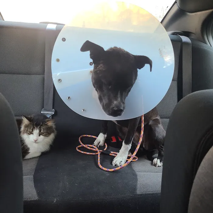Intervale Animal Hospital Picture 10