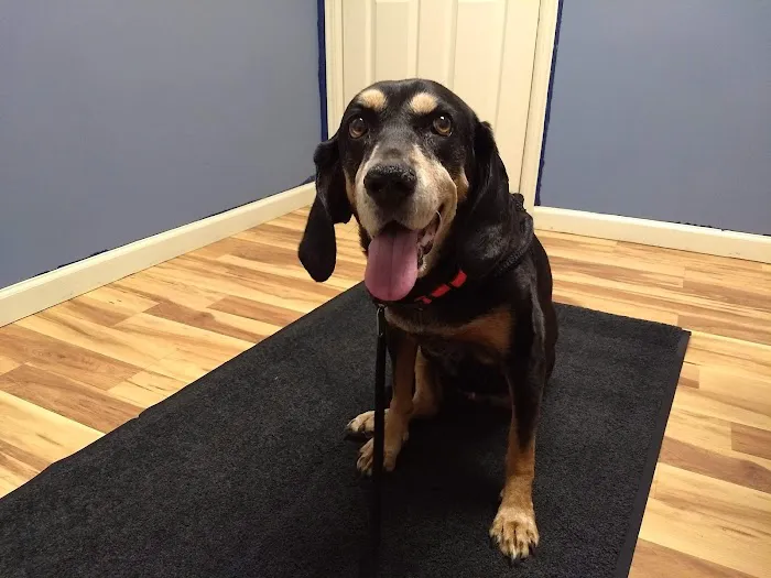 Bluestone Veterinary Services Picture 3