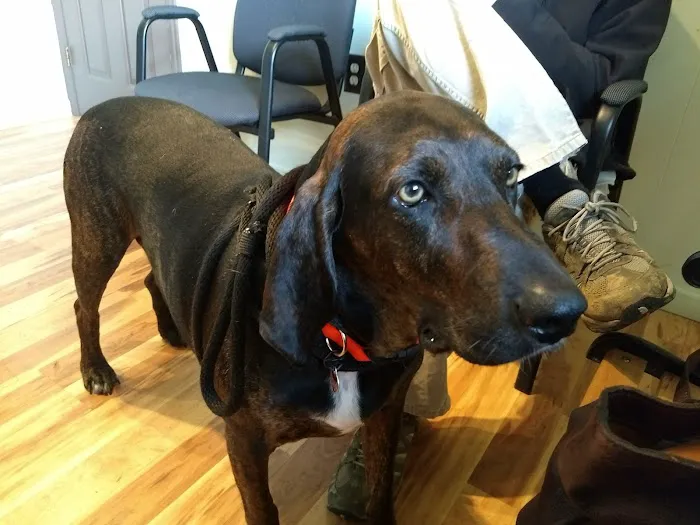 Bluestone Veterinary Services Picture 5