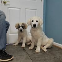 Staunton River Veterinary Clinic ico