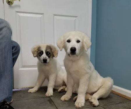 Staunton River Veterinary Clinic