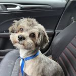 Gentle Care Animal Hospital