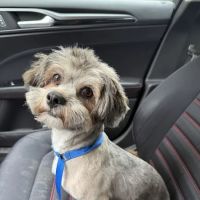Gentle Care Animal Hospital ico