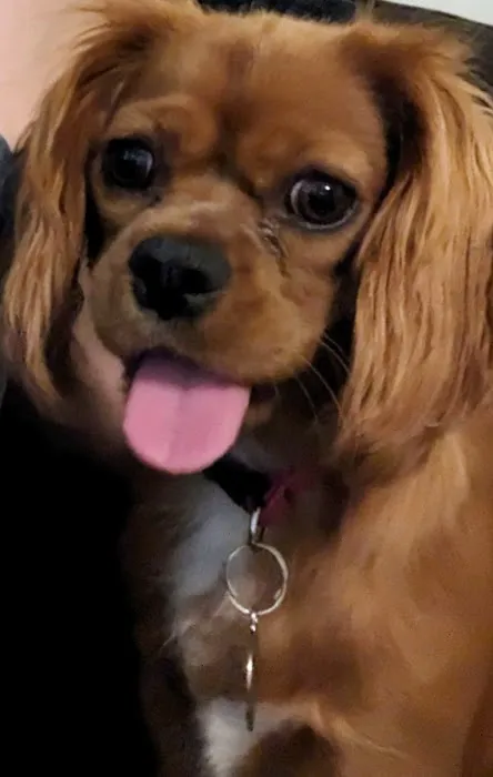 Gentle Care Animal Hospital Picture 8