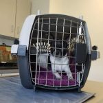 Lake Forest Animal Hospital: Holley Angela E DVM