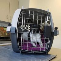 Lake Forest Animal Hospital: Holley Angela E DVM ico