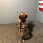 Seven Hills Animal Hospital: Douglas Joanne S DVM