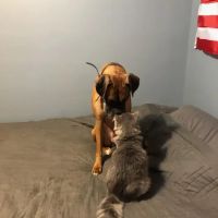 Seven Hills Animal Hospital: Douglas Joanne S DVM ico
