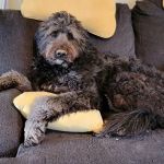 Seven Hills Pet Wellness Center & Preventive Care