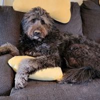 Seven Hills Pet Wellness Center & Preventive Care ico