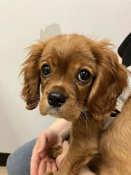 Seven Hills Pet Wellness Center & Preventive Care Picture 10