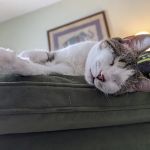 Mill Creek Veterinary Clinic