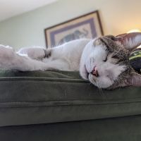 Mill Creek Veterinary Clinic ico
