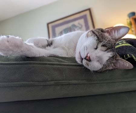 Mill Creek Veterinary Clinic