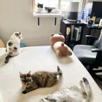 Monticello Animal Hospital