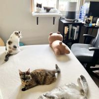 Monticello Animal Hospital ico