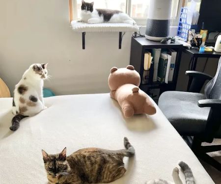 Monticello Animal Hospital