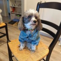 Wag Veterinary ico