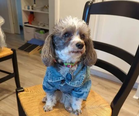 Wag Veterinary