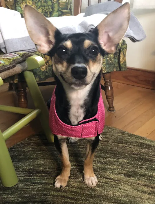 Wag Veterinary Picture 2
