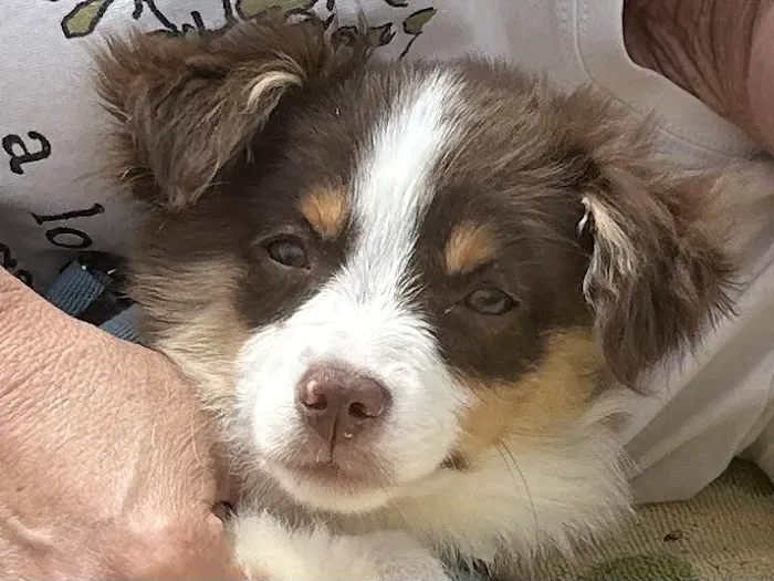Wag Veterinary Picture 9