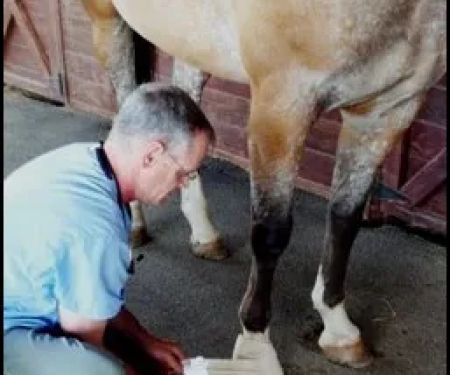 James River Equine Services - 1719 Yorktown DR Charlottesville