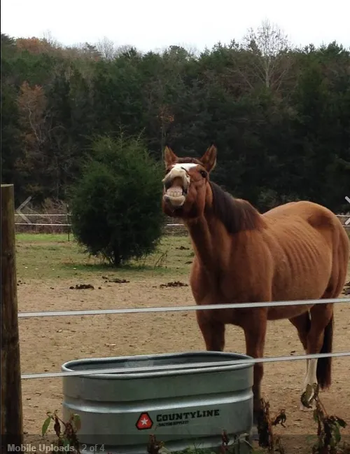 James River Equine Services - 1719 Yorktown DR Charlottesville Picture 2
