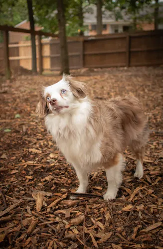 Autumn Trails Veterinary Center Picture 2