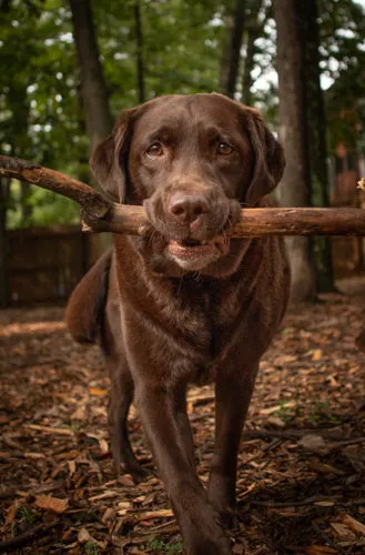 Autumn Trails Veterinary Center Picture 9